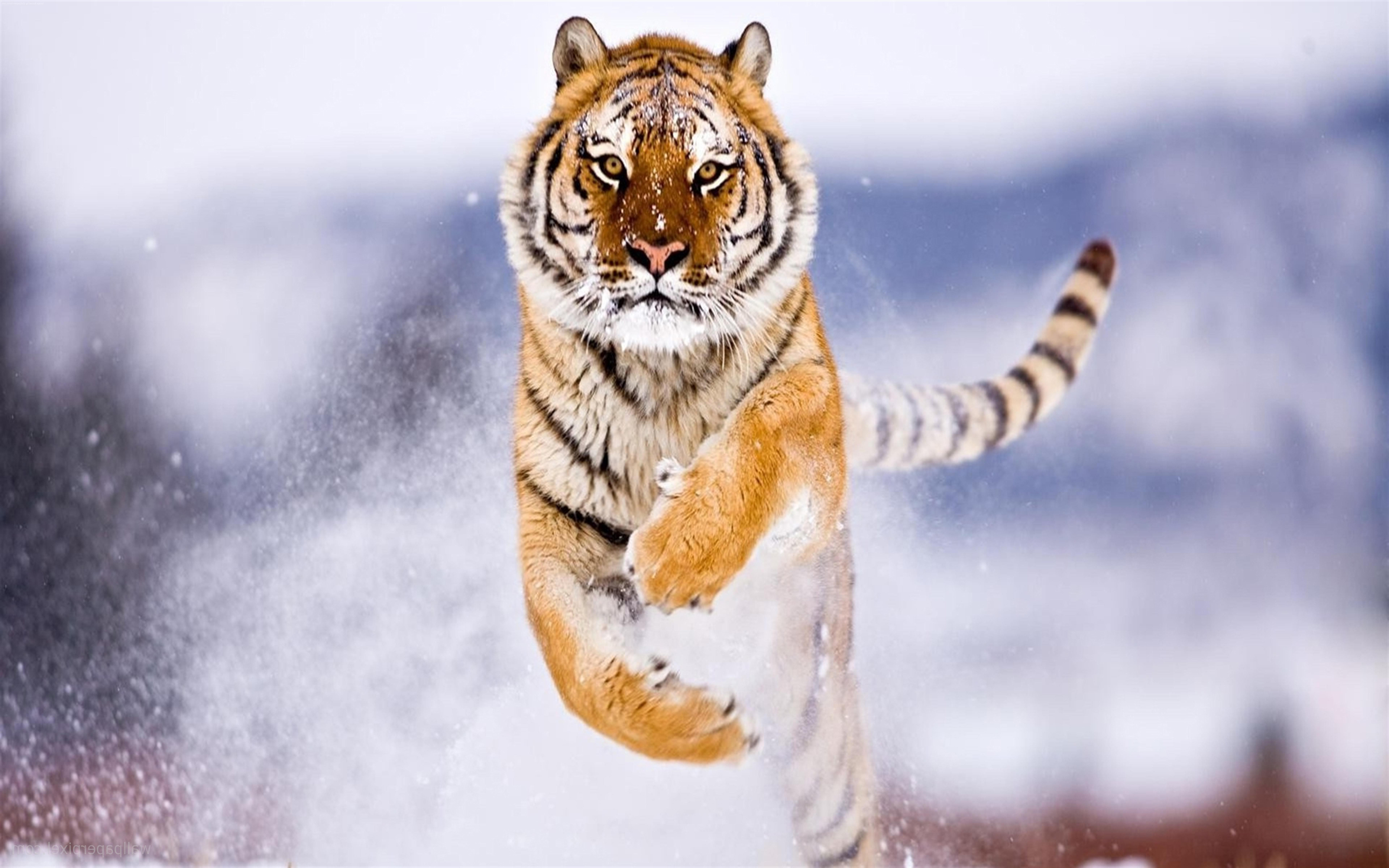Check out the most popular volkswagen models. Spectacular jump in the snow - Furious tiger