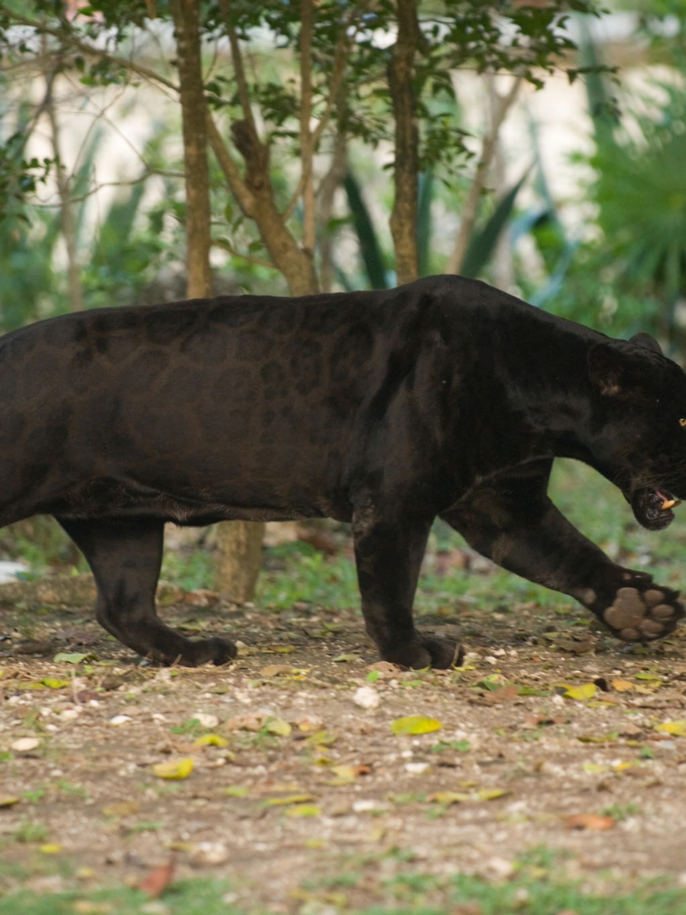 Jaguar Black / File Black Jaguar Panthera Onca Jpg Wikimedia Commons