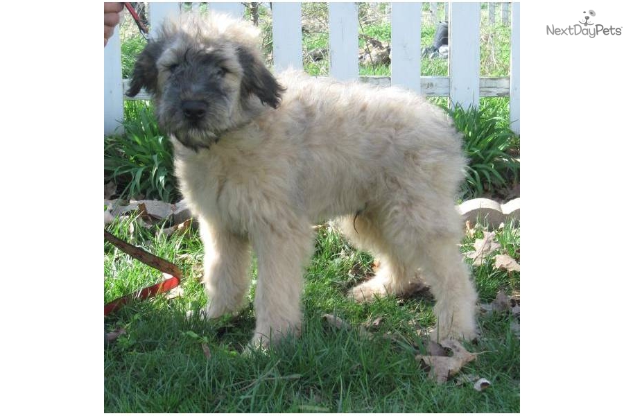 Follow these tips for how to increase sales. Bouvier Des Flandres for sale for $800, near Southeast