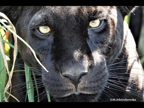 Raffiniert, auf leder und edlem holz . Looking Into Black Jaguar S Eyes Youtube