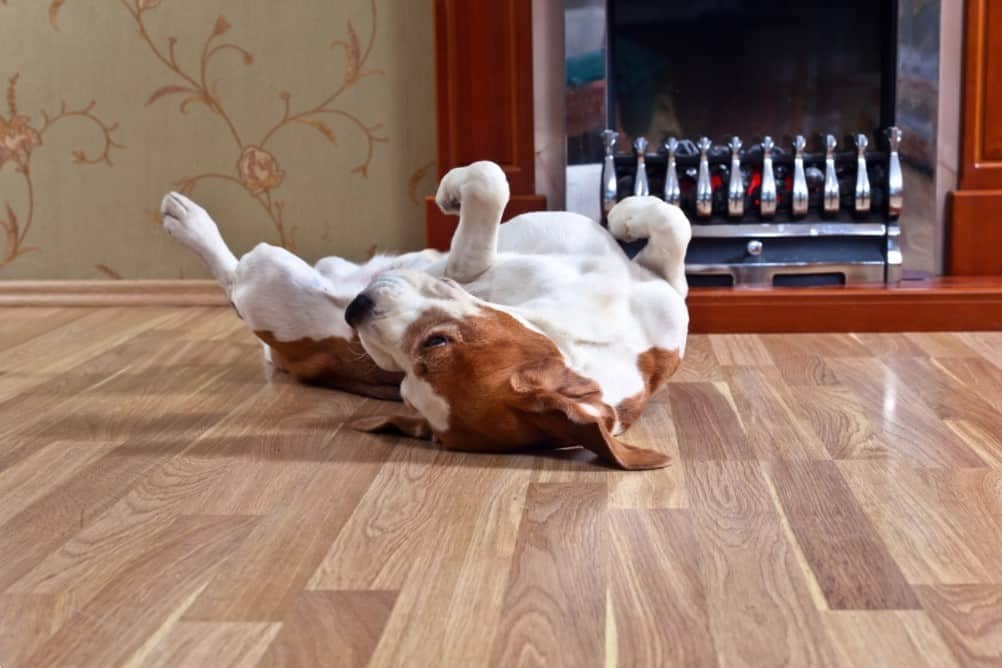 Best Flooring Options for Dogs & Cats (Pet-Friendly Choice)
