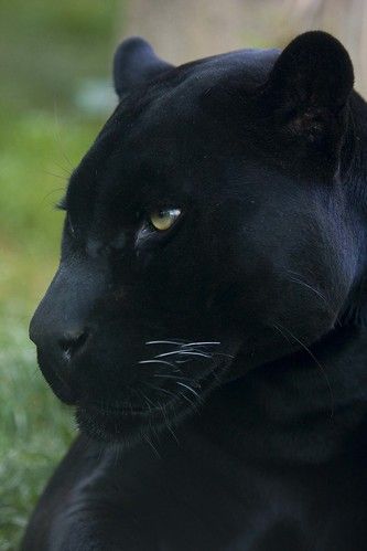 Die idee der schaffung hochwertiger parfums mit dem gleichen namen, wie die eleganten jaguar autos, entstand 1986. Kon The Black Jaguar Jaguar Animal Black Panther Cat Black Jaguar
