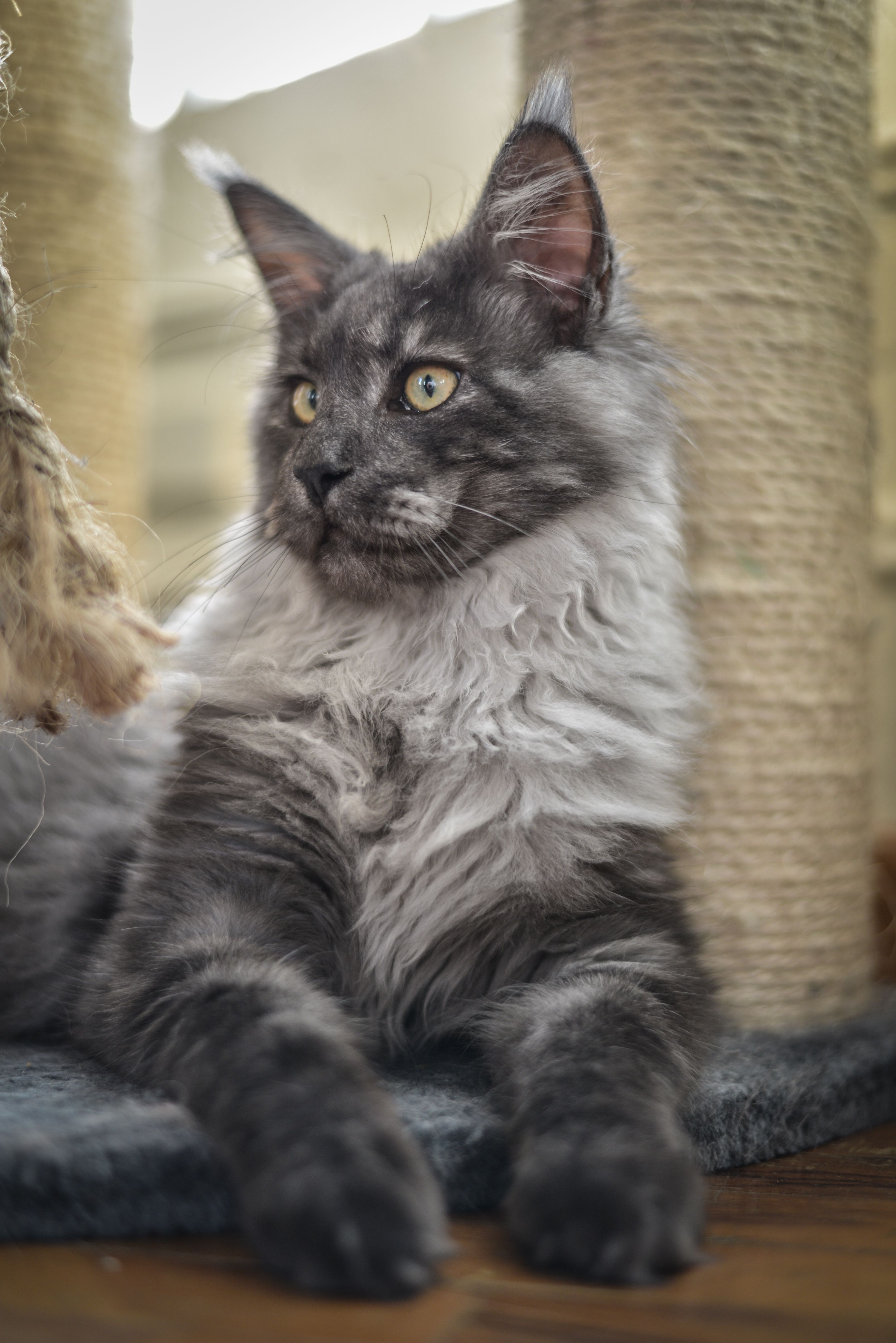 Choose how to shop ( clear all filters ) . Black Smoke Maine Coon Size