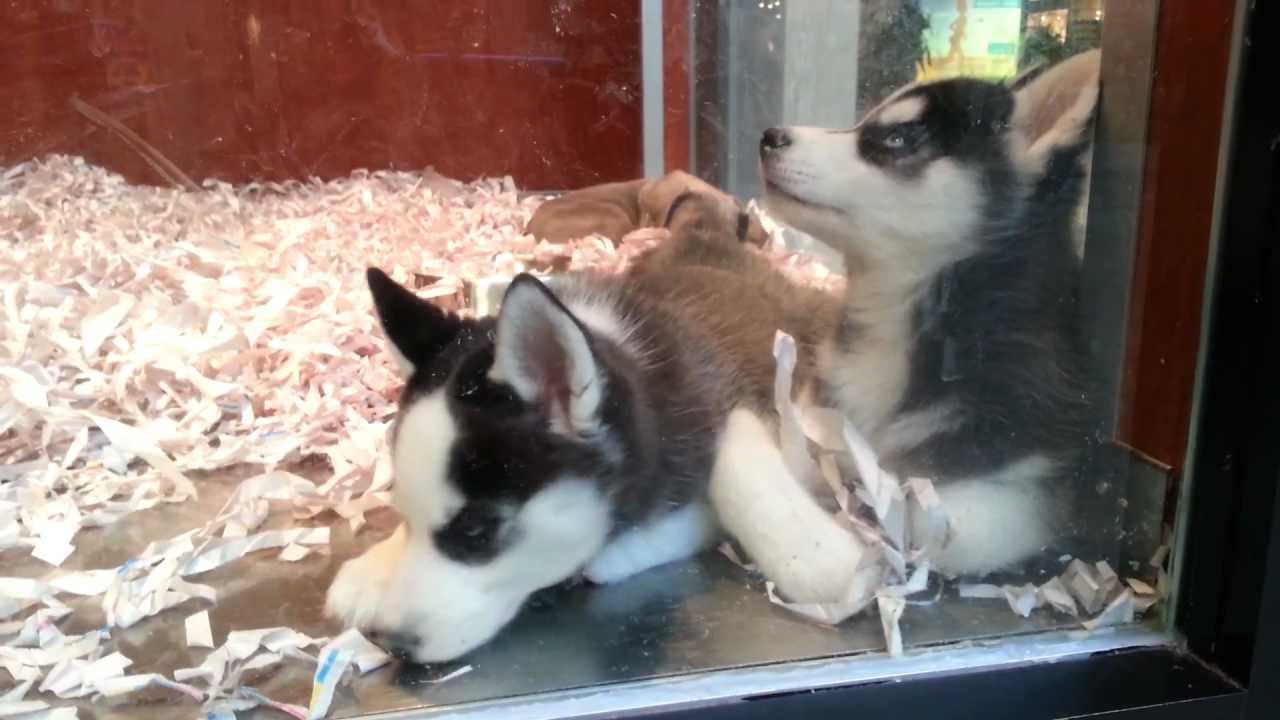 Follow these tips for how to increase sales. Cute Siberian Husky Puppies at Pet Store - YouTube