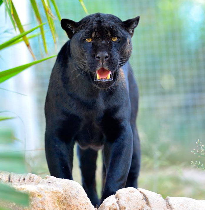 Das jaguar classic black eau de toilette 100 ml ist ein holzig &ndash würziger herrenduft. Black Jaguars For I Am The Black Jaguar