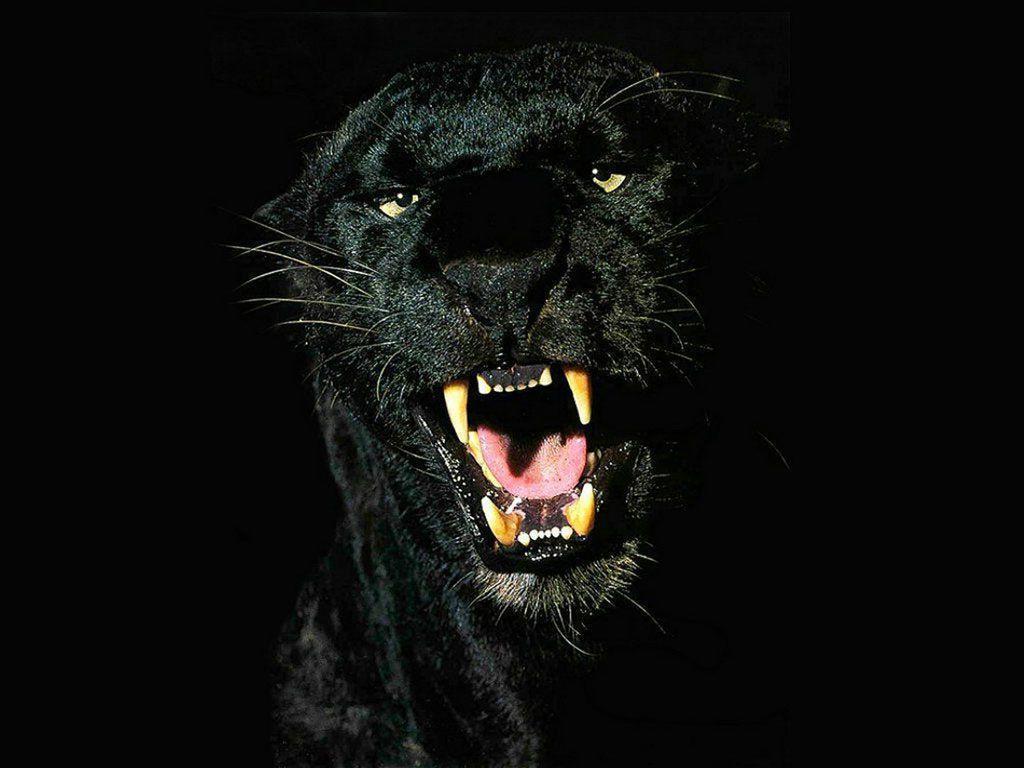 Raffiniert, auf leder und edlem holz . Black Jaguar Animal 4k Wallpapers Top Free Black Jaguar Animal 4k Backgrounds Wallpaperaccess